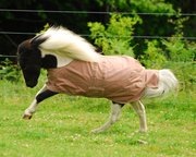 EOUS Lightweight Foal/Mini Blanket