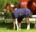 EOUS Heavyweight Foal/Mini Blanket
