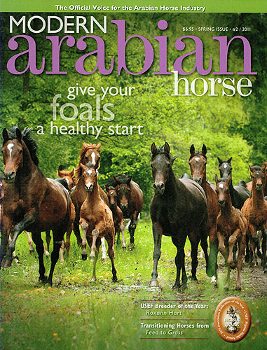 Modern Arabian Horse Cover